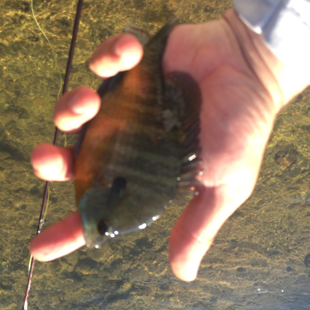 Ultralight Fly Fishing • Sulphur Creek Lampasas TX 27 August 2016